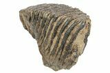 Partial Woolly Mammoth Fossil Molar - Poland #235268-2